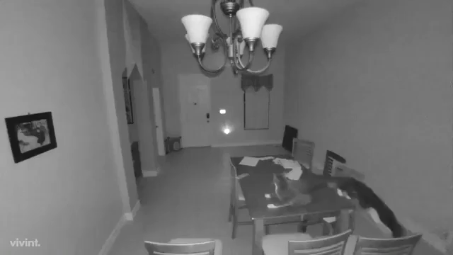 Mini cámara de seguridad con wifi, sensor y visión nocturna 8 cat alarm